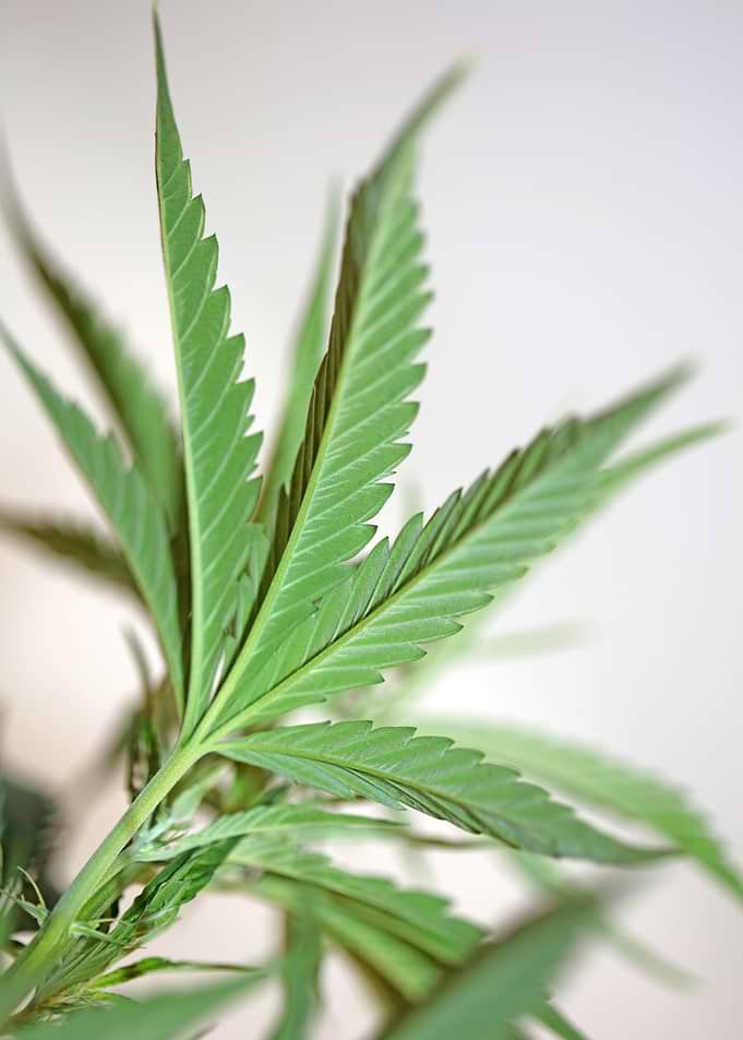 Cannabis plant close up