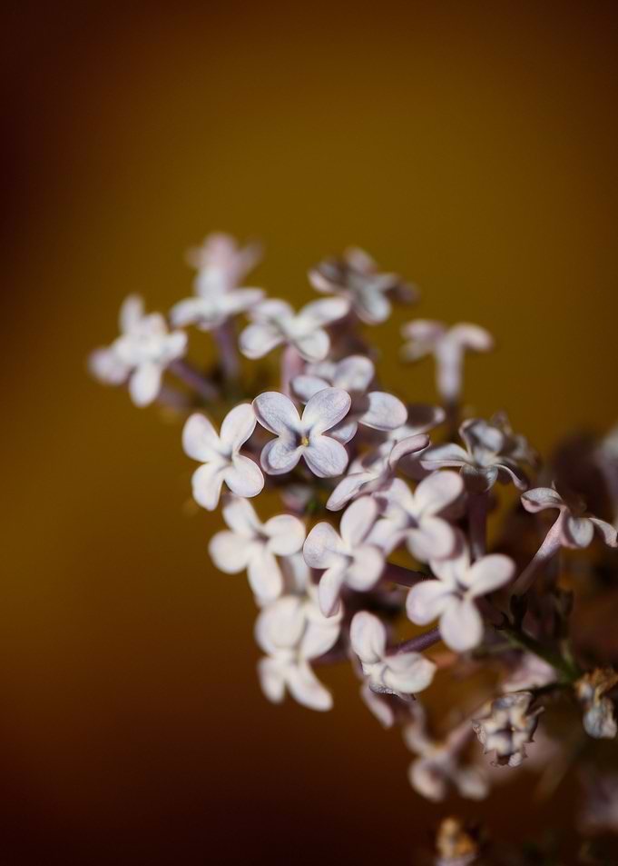 Syringa flowering close up