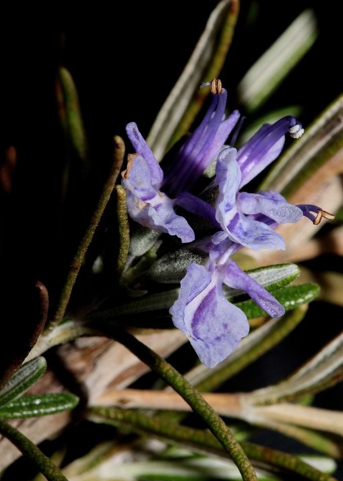 Rosmarinus flower close up