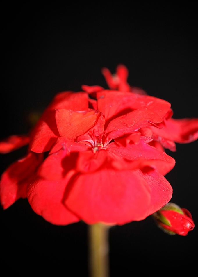 Red geranium flower macro