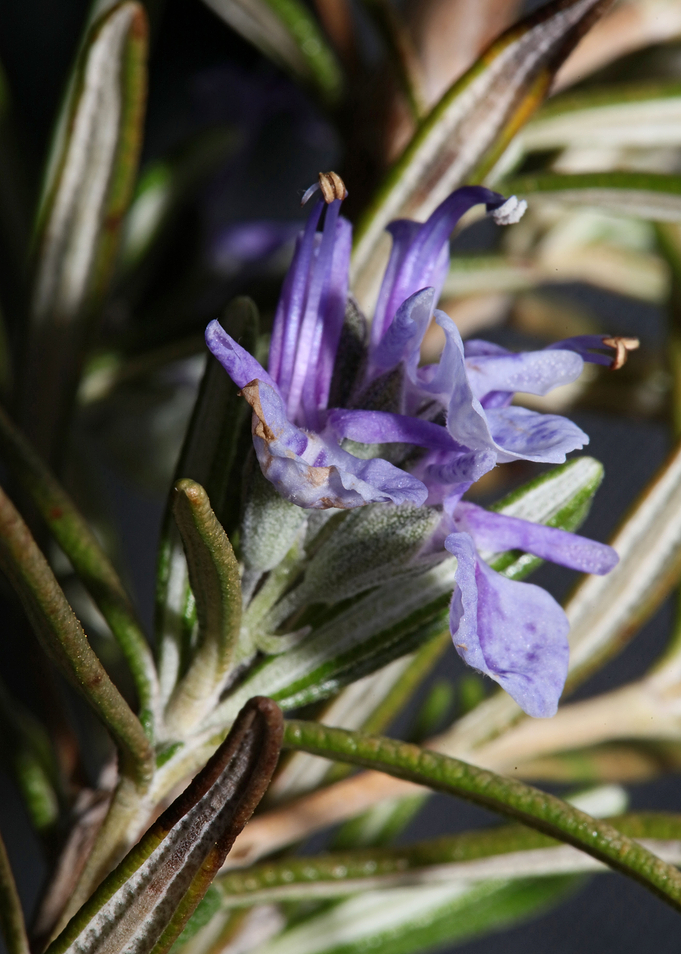 Rosmarinus flowering macro