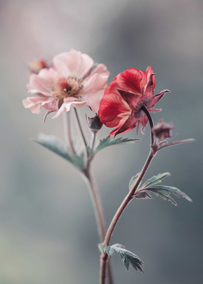 Floral composition