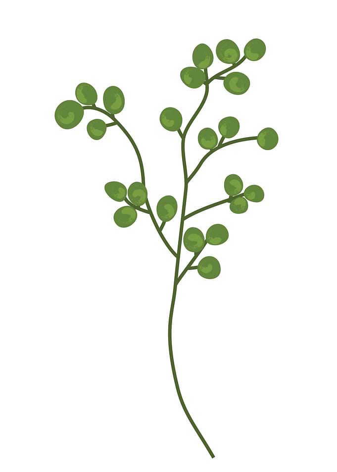 Leaf