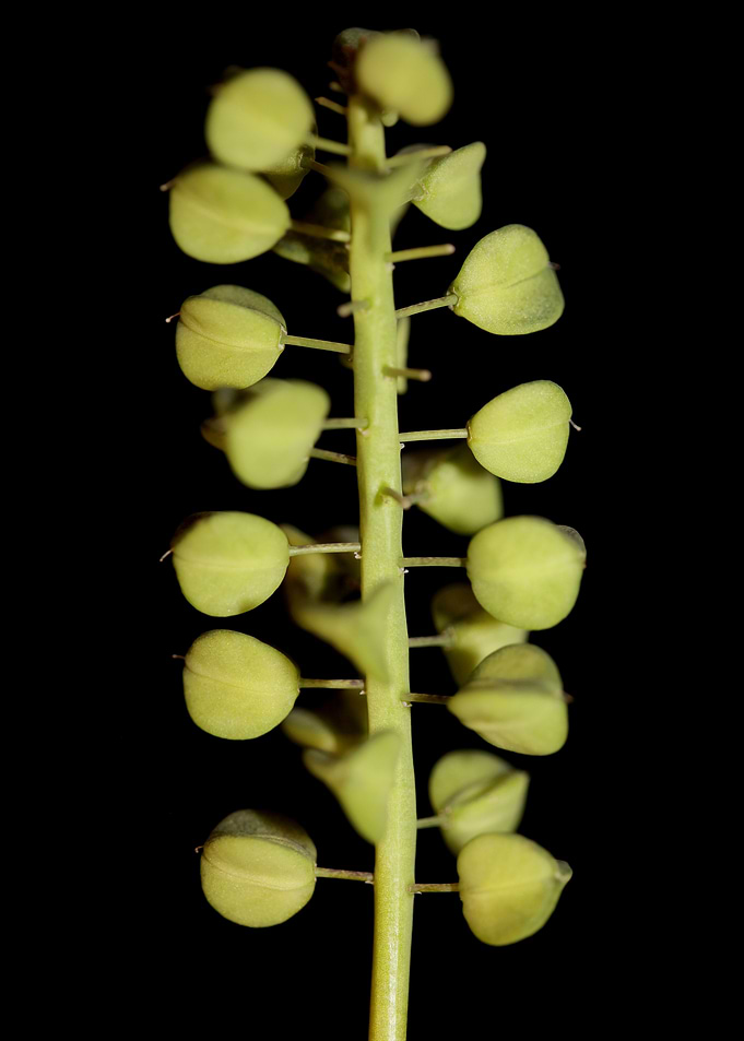 Muscari neglectum fruits