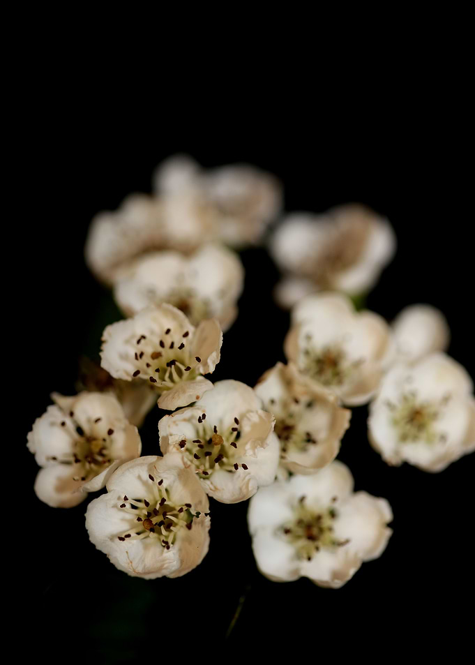 Crataegus monogyna flowers