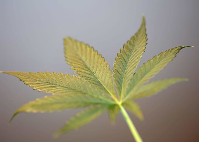 Marihuana leaf macro shoot