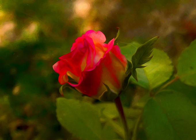 Rose