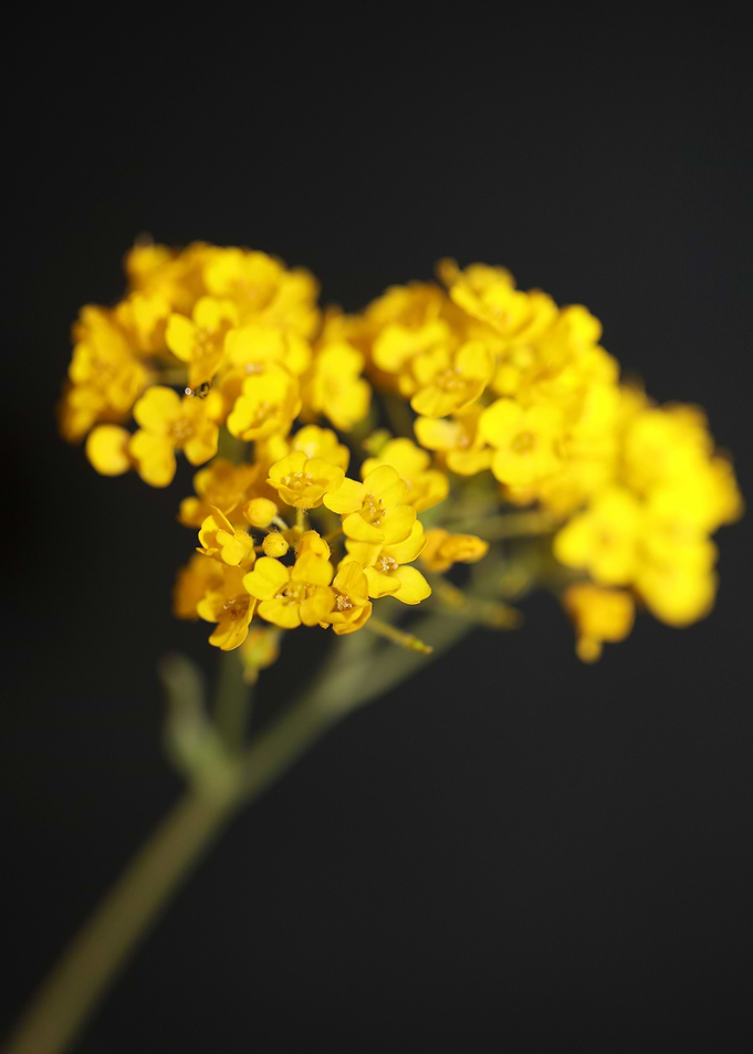 Aurinia saxatilis close up