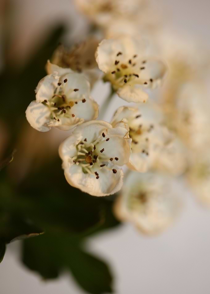 Crataegus flowers close up