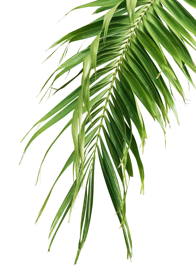 Palm Leaf Jungle Cali 2