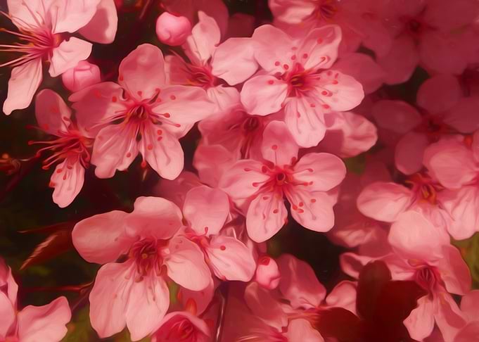 Spring flowering