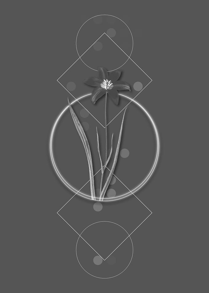 Vintage Lady Tulip Flower