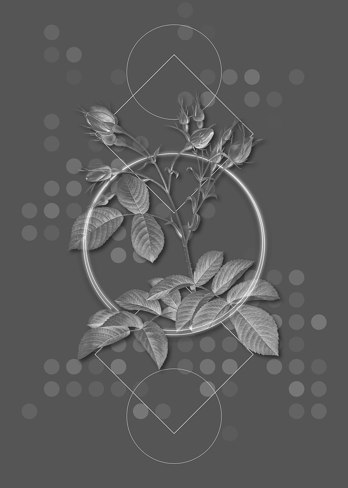 Vintage Gray Evrats Rose