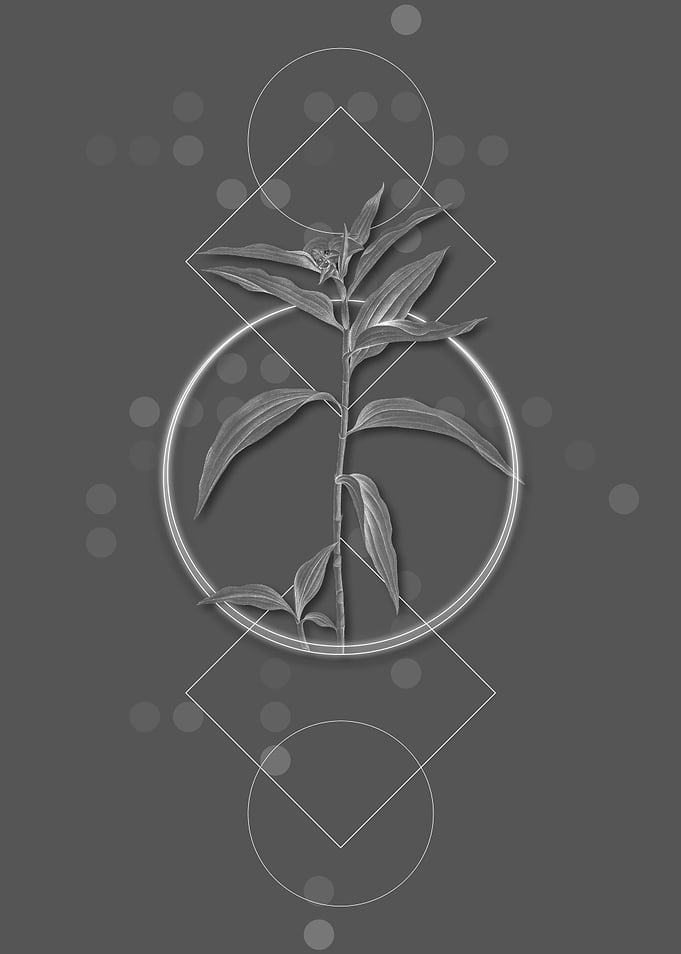 Grey Geometric Dayflower