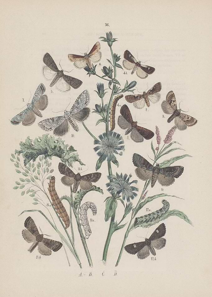 Butterfly Vintage