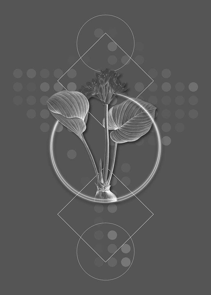 Ghostly Gray Cardwell Lily