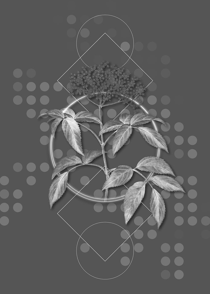 Moody Modern Elderberry