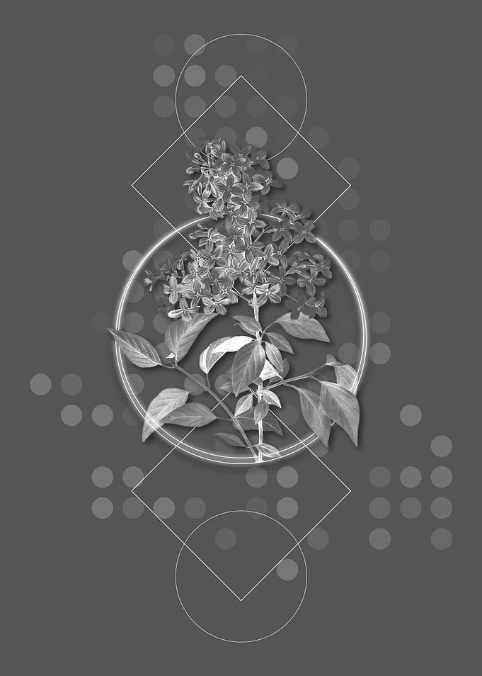 Geometric Chinese Lilac