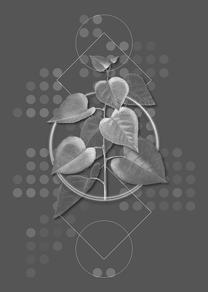 Gray Modern Quaking Aspen