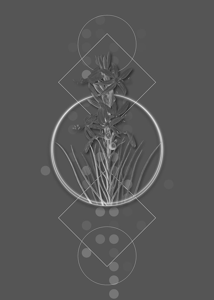 Blooming Yellow Asphodel