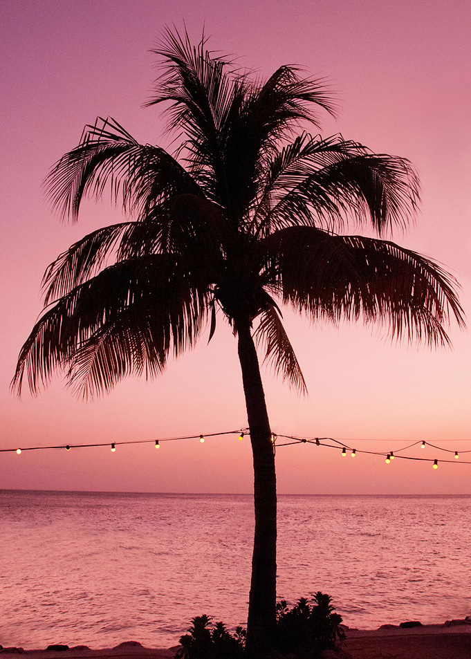 Vivid Palm Tree Dream 2
