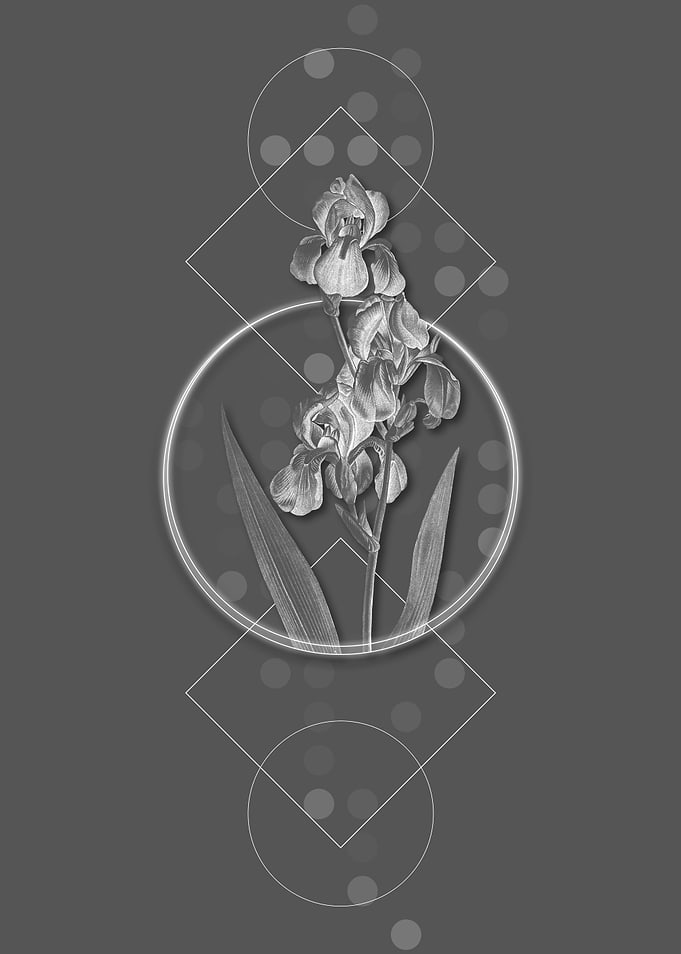 Grey Moody Dalmatian Iris