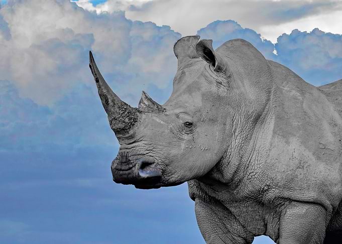 White Rhino ck