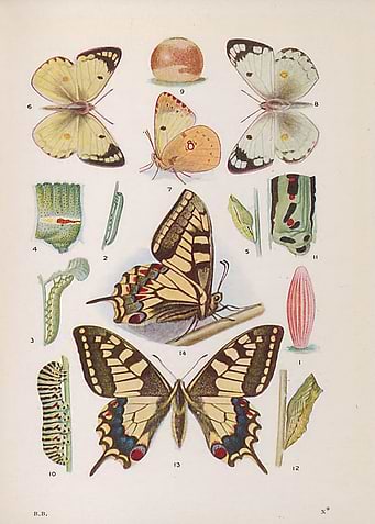 Butterfly Vintage