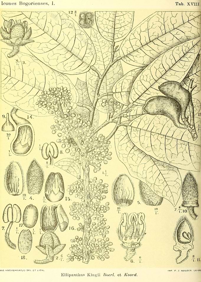 Ellipanthus Kingii