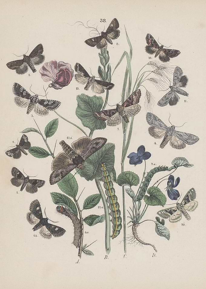Butterfly Vintage