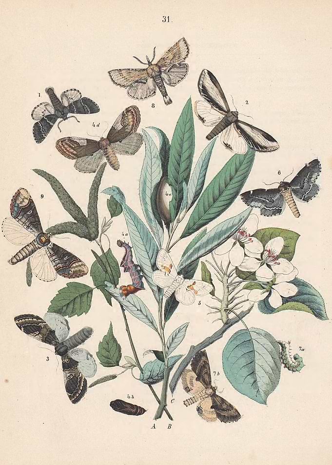 Butterfly Vintage