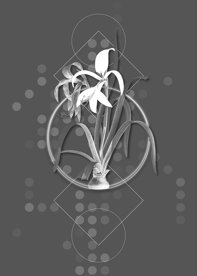 Vintage Gray Sprekelia