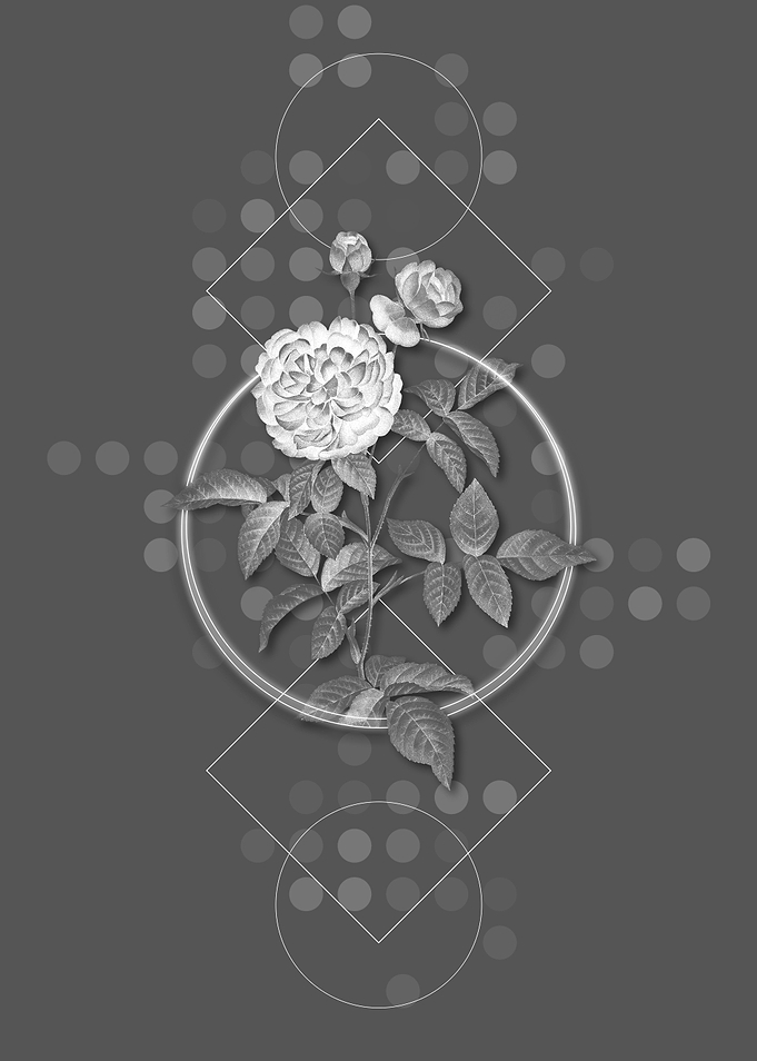 One Hundred Leaved Rose