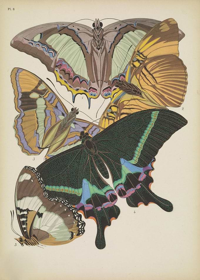 Butterfly Vintage