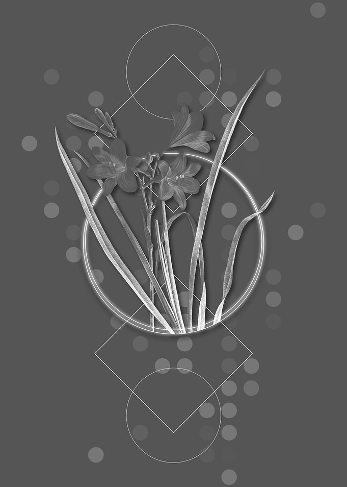 Grey Geometric Daylily