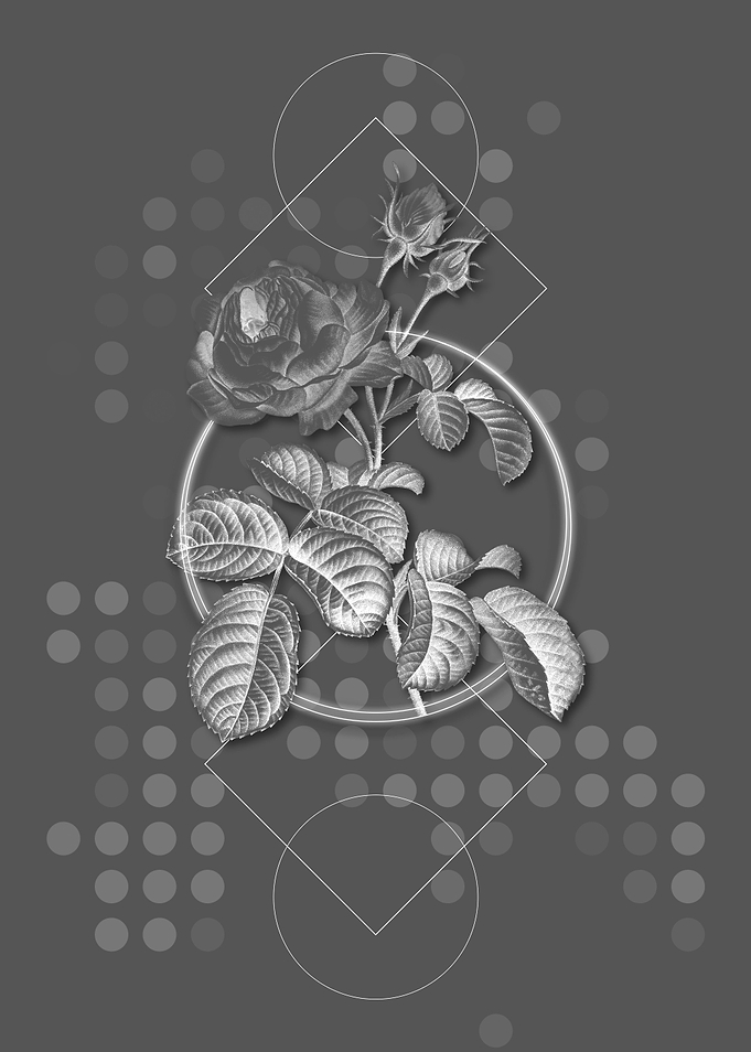 Gray Modern Provence Rose