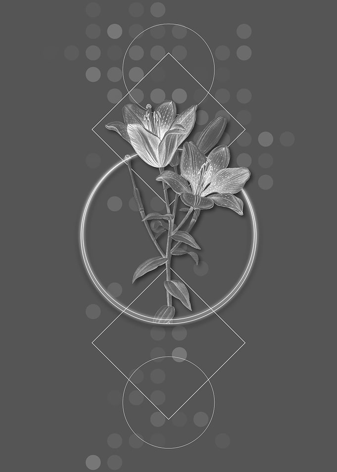 Gray Orange Bulbous Lily
