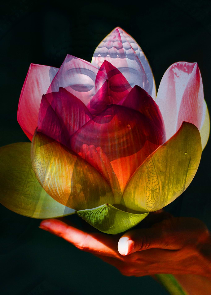 Lotus Offered