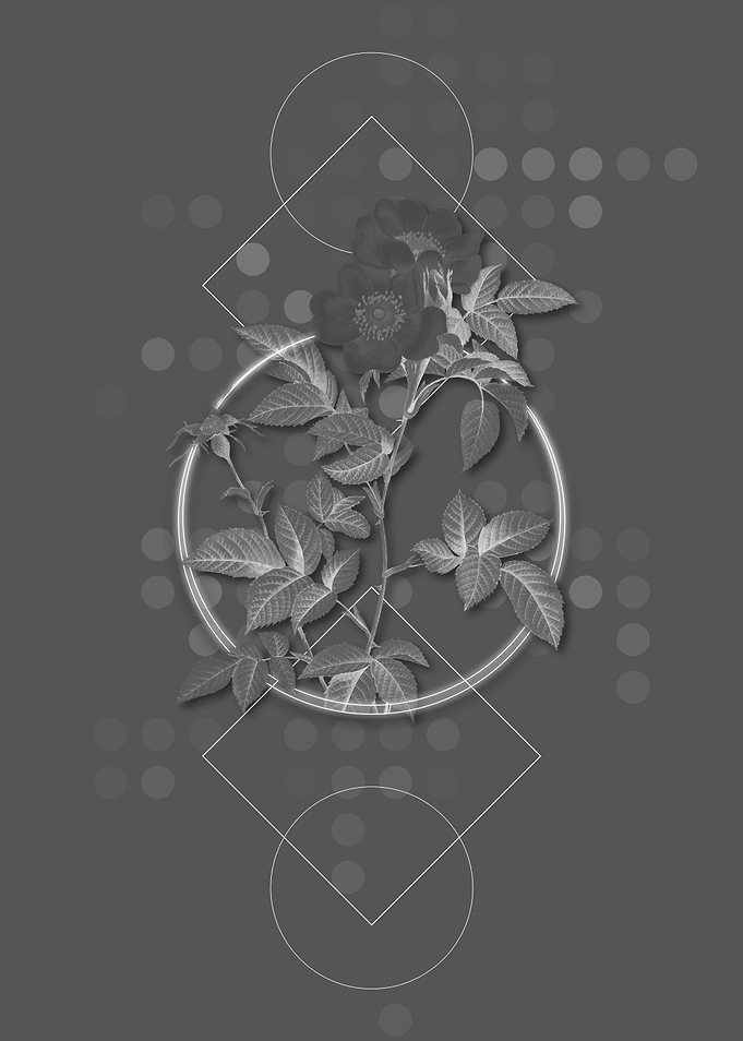 Geometric Rose Botanical