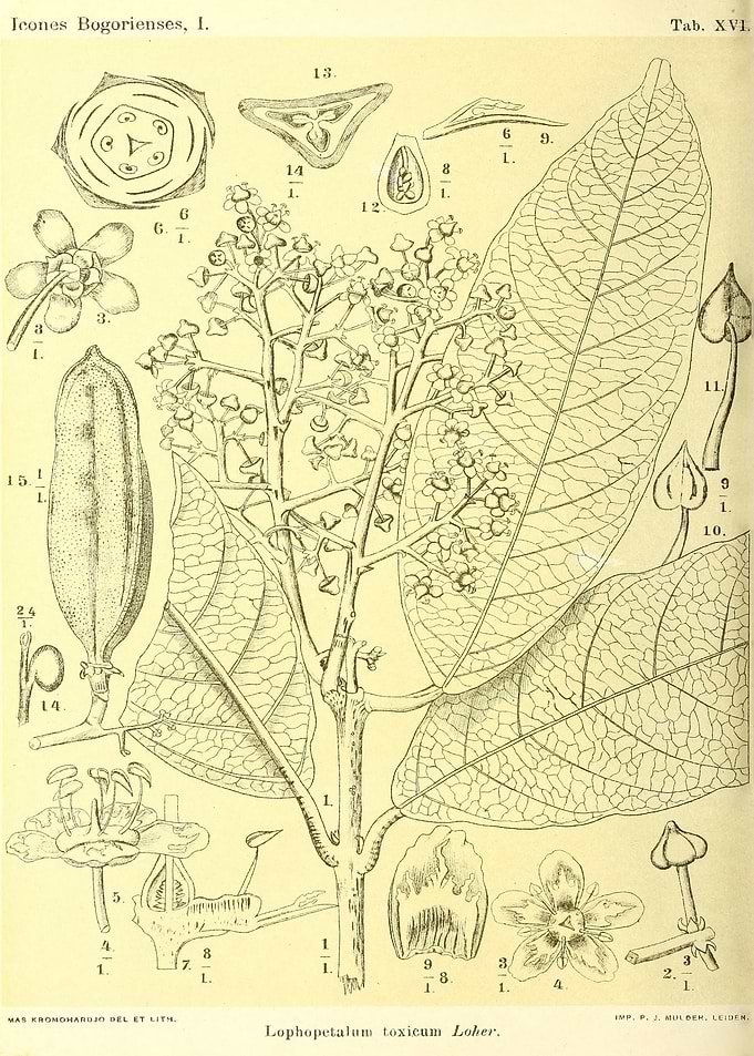Lophopetalum toxicum