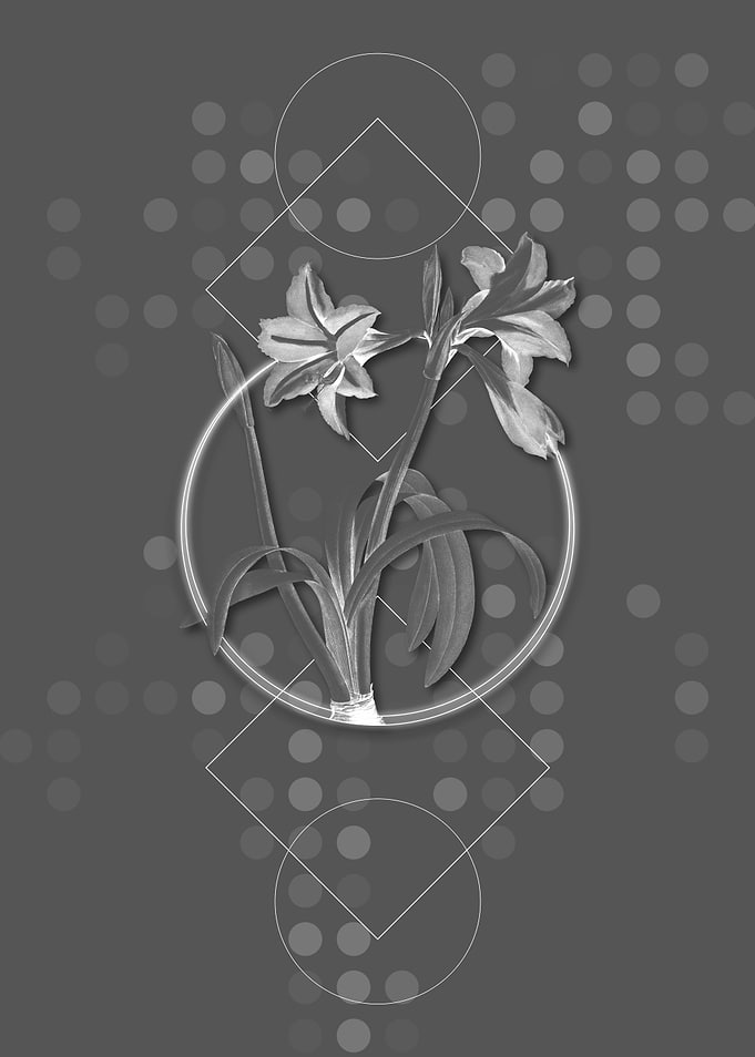 Moody Brazilian Amaryllis