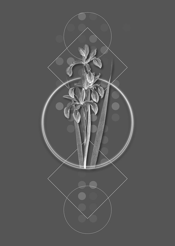 Ghostly Gray Blue Iris