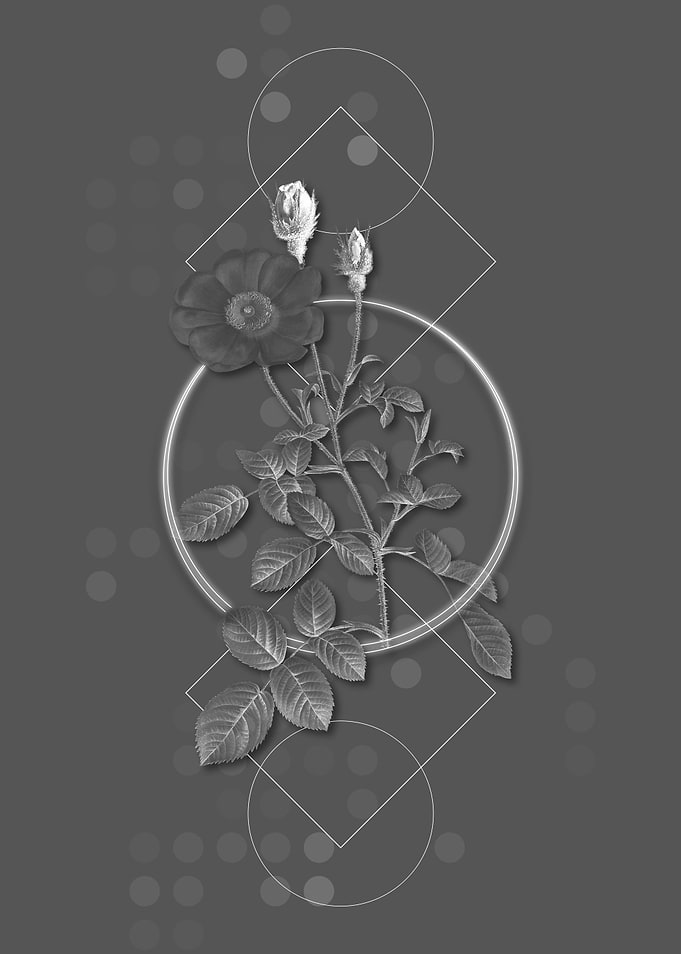 Geometric Rose Botanical
