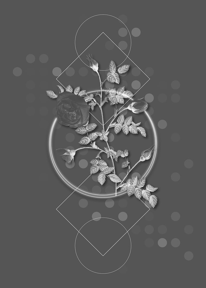 Silver Flowered Hispid Ros
