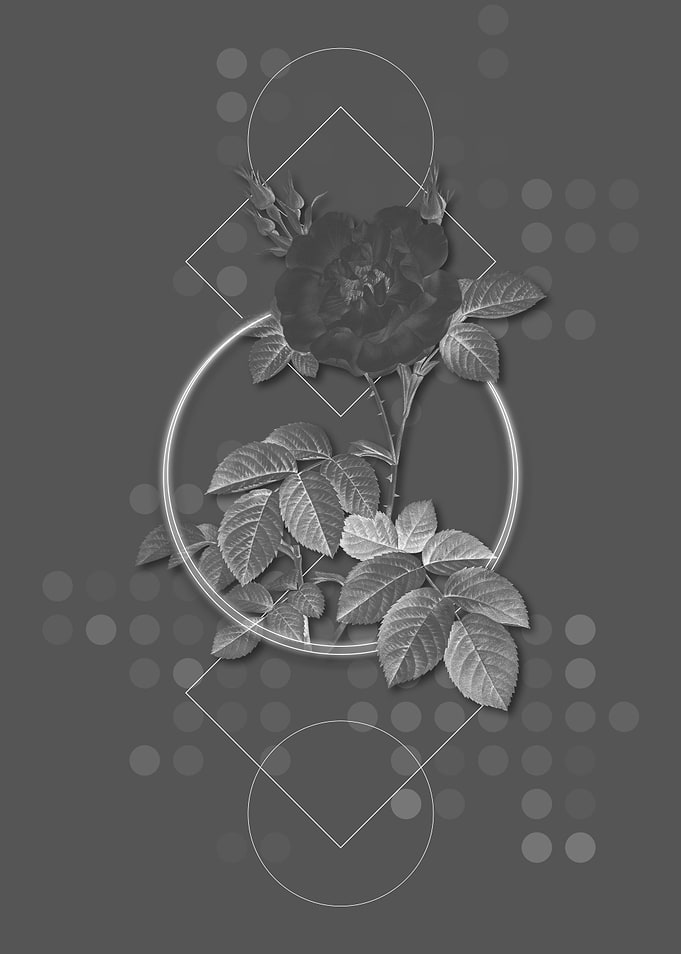 Moody Blooming White Rose