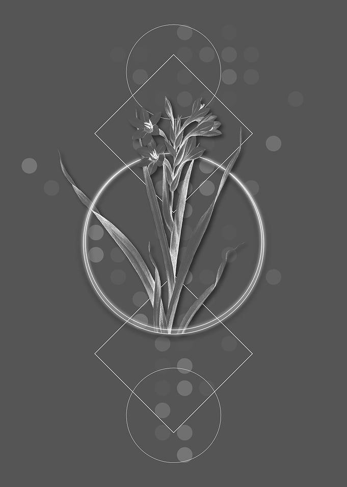 Vintage Sword Lily Flower