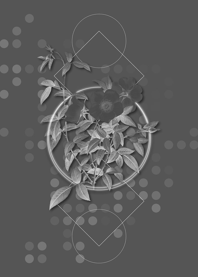 Gray Vintage Rose Flowers