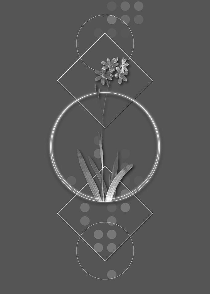 Geometric Grey Corn Lily
