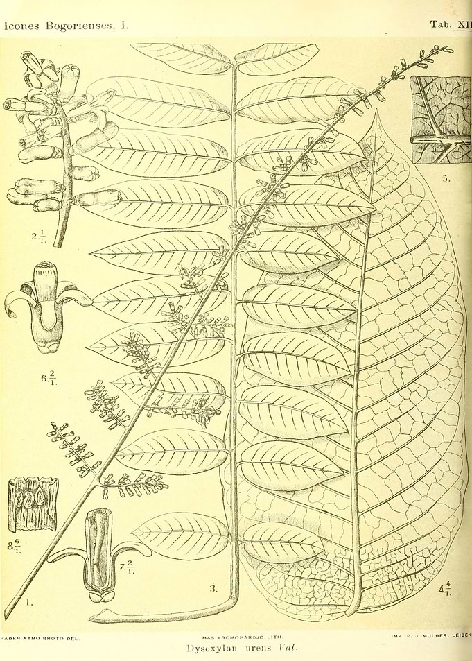 Dysoxylon urens