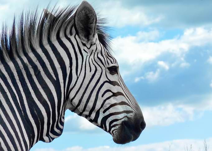 Hartmanns Mountain Zebra